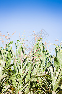 种植玉米的绿地地面场地叶子土地乡村植物收成食物绿色天空图片