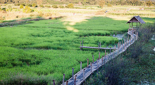 泰国清莱绿稻田清莱爬坡小屋生产阳台建筑学旅游知识稻田远景食物图片