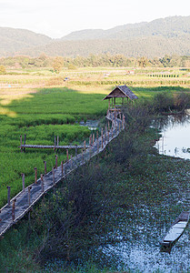 泰国清莱绿稻田清莱农场建筑学生长稻田小屋旅游旅行远景栽培食物图片