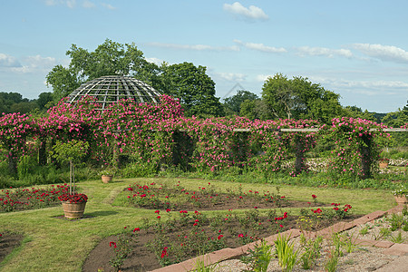 罗森霍赫 达姆施塔特玫瑰玫瑰园公园花园圆顶公共公园图片