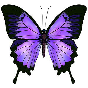 蝴蝶 美丽的粉色和紫色矢量插图生物学生活天线野生动物绘画鳞翅目脆弱性收藏飞行环境图片
