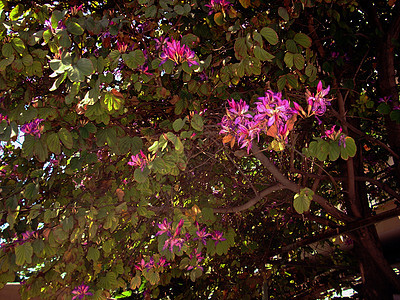 Bauhinia 兰花树 带立花花图片