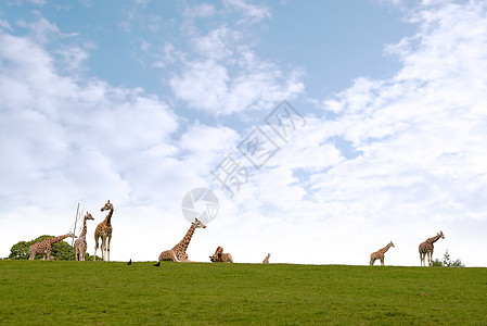 长颈鹿群聚集在草地中图片