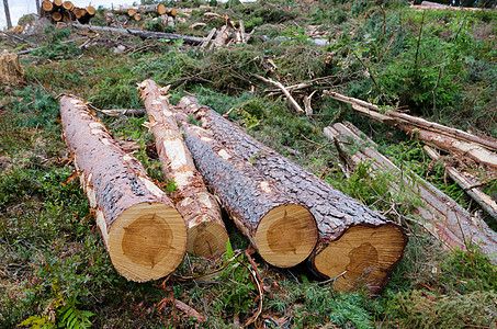 新剪切的松树原木图片