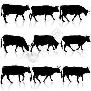 牛的集合黑色剪影 矢量图农场手臂乳牛哺乳动物牛肉家畜牛奶收藏动物插图图片