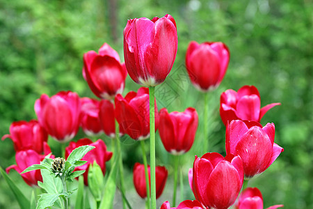 绿色叶子背景的红色郁金香花束花图片