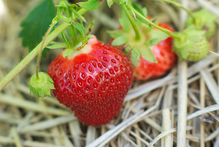 草莓成熟 以实地特端宏观视图水果叶子食物小吃浆果花园农场植物甜点场地图片