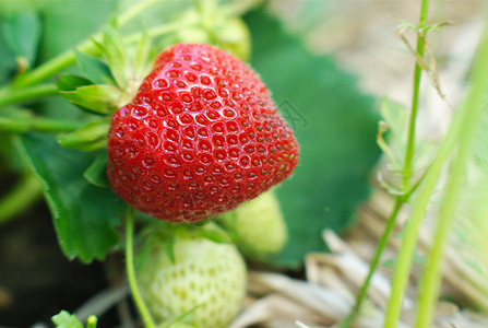 草莓成熟 以实地特端宏观视图农场植物沙漠场地食物甜点文化小吃水果浆果图片