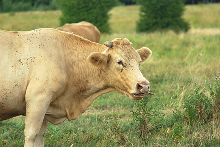 金发奶牛在田里反弹图片