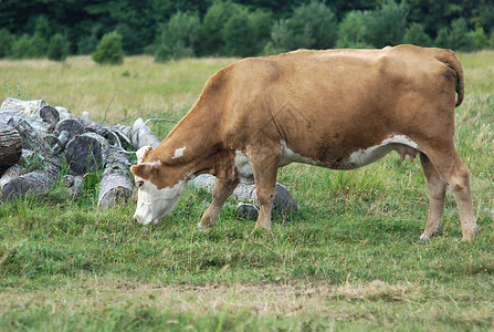 在田里吃草的浅棕色牛图片