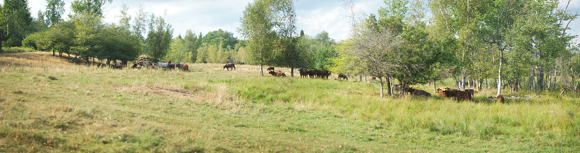具有奶牛和树木的乡村地貌景观图片