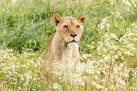 单女狮子小熊牙齿食肉绿色白色野生动物哺乳动物女性荒野团体图片