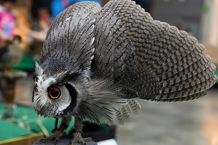 猫头鹰防守其他动物菲律簇绒宾语眼睛羽毛展示姿势猎物利爪双目图片