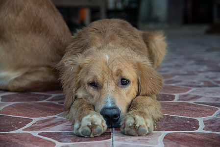 金色的寻宝狗TEA孤单朋友寂寞红色悲伤地面治疗孤独宠物犬类棕色背景图片