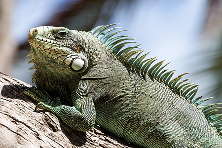 绿伊瓜纳蜥蜴情调保护动物花园爬树眼睛宠物爬行动物异国野生动物图片