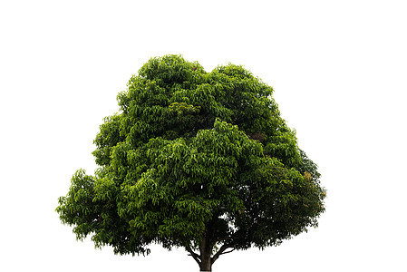 白色背景上孤立的树植物阔叶环境森林橡木叶子季节树木绿色木头图片