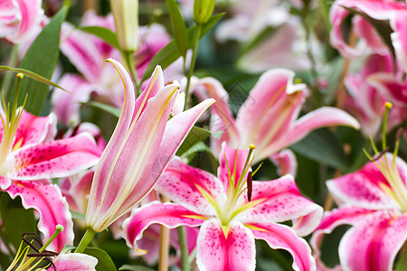 紧贴粉红百合花粉色园艺美丽花瓣植物花园绿色植物群百合白色图片