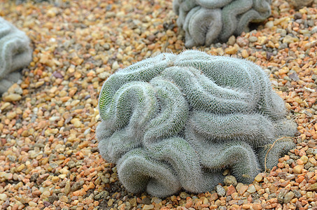 大脑抽像绿色仙人掌 看起来像大脑植物植物群种植园砂砾农业植被农场干旱农田卵石背景