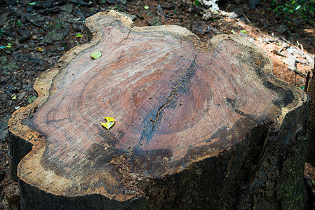 剪切树枝树干松树材料棕色戒指森林木头树木圆圈绿色图片