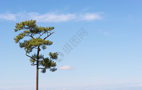 孤单的山树山脉绿色日落白色地平线棕榈阳光树木图片