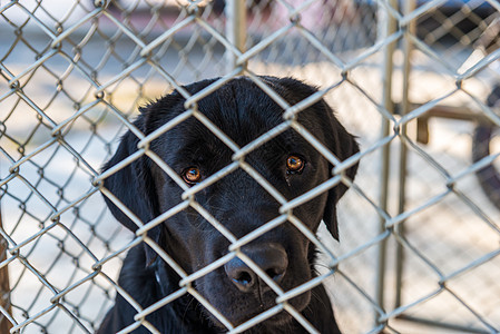 拉布拉多里维特被锁在笼子里动物兽医孤独栅栏猎犬监禁眼睛哺乳动物犬类小狗图片