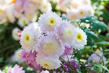 菊花墙纸植物群花园绿色白色相片粉色花朵背景图片