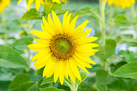 向日葵花花朵黄色叶子植物群太阳蓝色天空宏观花园向日葵图片