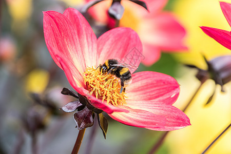 花朵上的蜜蜂黑色昆虫野生动物植物群花园宏观漏洞黄色白色红色图片