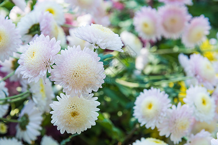 菊花花园相片花朵绿色墙纸粉色白色植物群背景图片