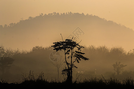 树带单绿色太阳阳光日落森林云杉薄雾场景植物群孤独图片