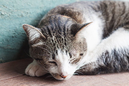 睡在花园家的泰猫建筑木头寺庙动物猫科木板废墟毛皮爪子宠物图片