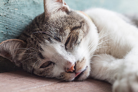 睡在花园家的泰猫木板动物土壤猫科建筑废墟木头毛皮乡村宠物图片