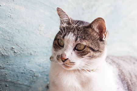 绿色背景的泰国猫装动物群猫科毛皮猫咪面具哺乳动物头发蓝色晶须宠物图片