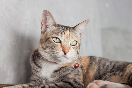 灰色背景的泰国猫脸毛皮眼睛小猫宠物哺乳动物头发晶须动物群猫科面具图片