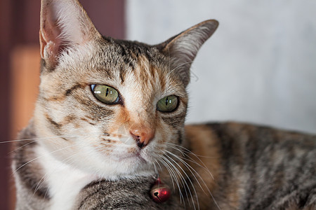 泰国猫在家里摆姿势晶须面具眼睛哺乳动物动物群尾巴宠物男性猫科动物图片