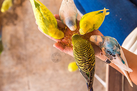 鹦鹉在吃人手的食物翅膀绿色女士手指宠物生活动物黄色眼睛荒野图片
