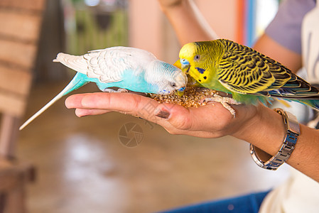 鹦鹉在吃人手的食物动物手指野生动物绿色荒野翅膀食品眼睛生活黄色图片
