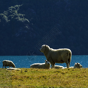 新西兰的羊群哺乳动物动物风景农村羊毛蓝色农业草地牧场绿色图片