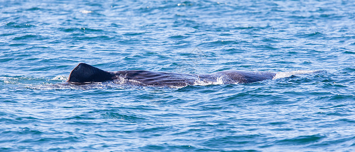 冰岛附近的大西珀鲸哺乳动物背鳍吸虫水滴野生动物鲸蜡山脉海洋生物海洋动物图片