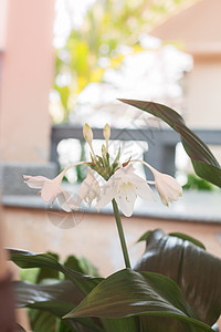 绿色叶子的白色树花植物花艺时间树叶压痛环境季节爱好花盆热情背景图片