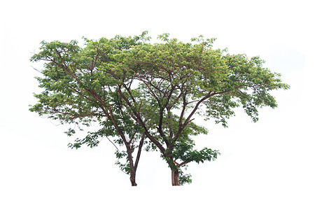白色背景上孤立的树季节木头橡木绿色生活树木环境叶子植物阔叶图片