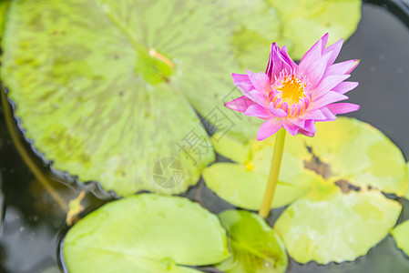 池塘花朵饱和色荷花花瓣水滴色彩植物园植物群场景草药植物图片