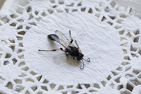 最大黄蜂沙西里弗龙野生动物宏观危险翅膀条纹黄色荒野昆虫刺痛蜜蜂图片