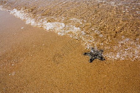 海中海边的海星背景图片