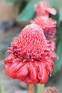 红火炬姜花植物红色装饰品粉色背景图片