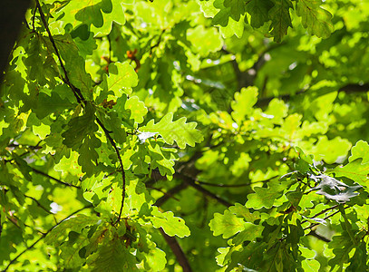 阳光下绿橡树叶的背景太阳季节环境静脉枝条点燃天空生活植物森林图片