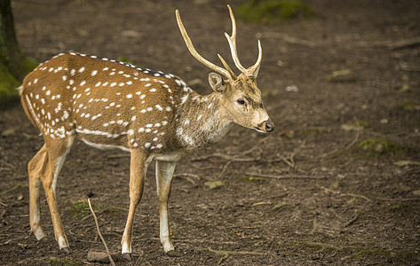 Axis deer 美元配置图像图片