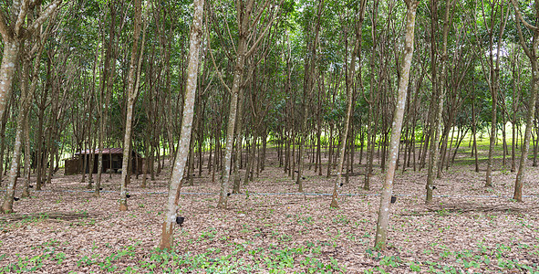 橡胶塔普Tapping 泰国树干白色生长绿色收获种植园木头乳胶丛林植物图片