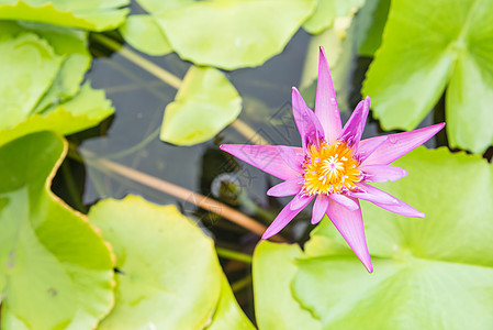 池塘花朵场景药品饱和色花坛草药色彩植物群反射蓝色水面图片