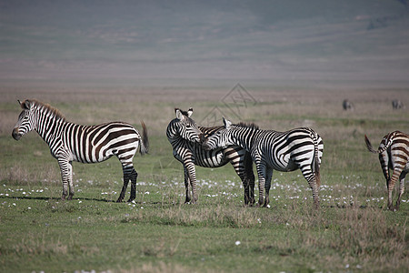 非洲热带草原野生动物照片 博茨瓦纳马赛大草原荒野哺乳动物条纹毛皮团体黑色白色地标图片